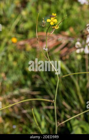 Sisymbrium orientale, roquette orientale, usine de roquette à fleurs jaunes Banque D'Images