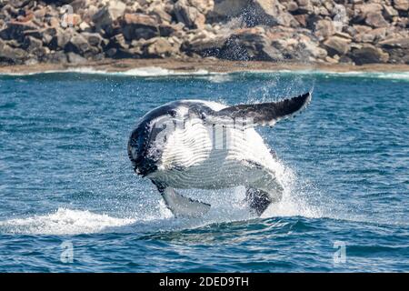 Baleine à bosse, un petit-déjeuner au large de Sydney North Head, Sydney, Australie Banque D'Images