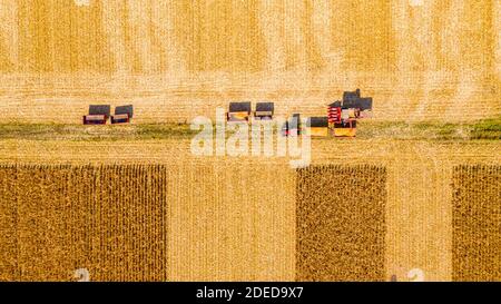 Vue aérienne du dessus du transbordement de la récolteuse agricole, de la moissonneuse-batteuse à la remorque, déchargement du maïs récolté. Banque D'Images