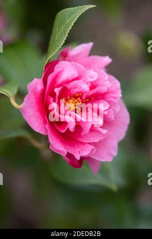 INSPIRATION CAMELLIA WILLIAMSII Banque D'Images