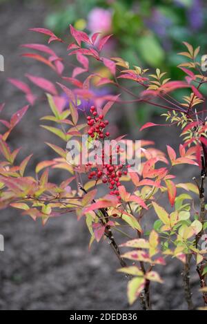 La Nandina domestica Banque D'Images