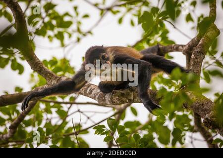 Panama faune avec Azuero Spider Monkey, Ateles geoffroyi azuerensis, à l'intérieur de la forêt tropicale du parc national Cerro Hoya, province de Veraguas, Panama. Banque D'Images