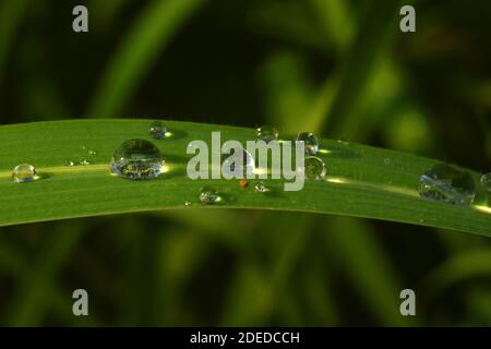 Les gouttelettes d'eau sur l'herbe verte Banque D'Images
