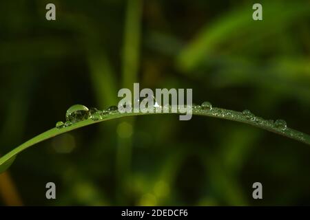 Les gouttelettes d'eau sur l'herbe verte Banque D'Images
