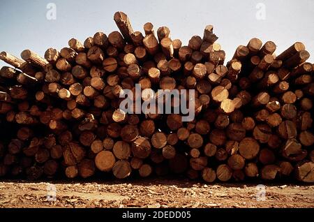 Photos des années 1970 (1972) - billes de pin ponderosa empilées à Pine Usine industrielle (Californie) Banque D'Images