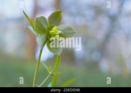 La forêt printanière du début fleurit les hellébores, Helleborus purpurascens. Fleur pourpre dans la nature. Banque D'Images