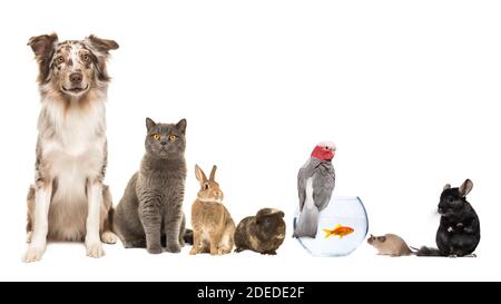Groupe de différents types d'animaux de compagnie, comme le chat, le chien, le lapin, la souris, la chinchilla, le cobaye, l'oiseau et le poisson sur un fond blanc avec un espace pour la copie Banque D'Images