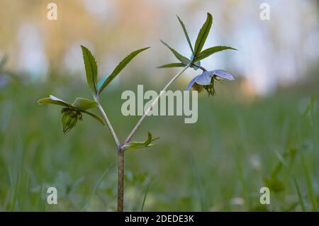 La forêt printanière du début fleurit les hellébores, Helleborus purpurascens. Fleur pourpre dans la nature. Banque D'Images