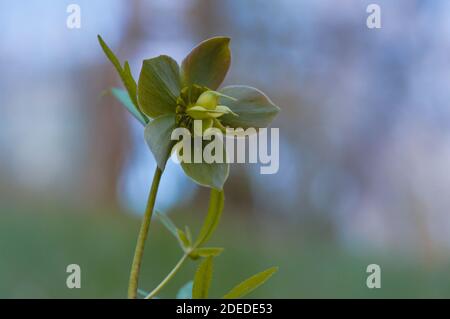 La forêt printanière du début fleurit les hellébores, Helleborus purpurascens. Fleur pourpre dans la nature. Banque D'Images