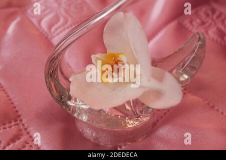 blanc belle fleur d'orchidée dans vase en cristal pour la décoration ou cadeau en vacances Banque D'Images