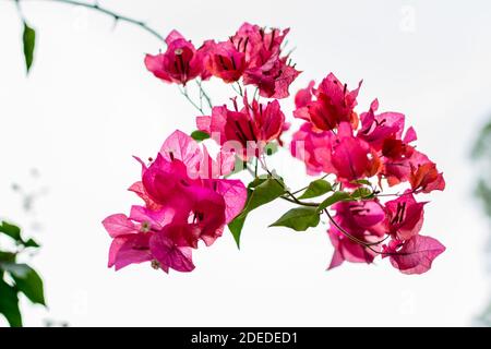 Bougainvilliers roses spectabilis fleurissent sous la lumière du soleil à Shenzhen, en Chine. La ville de Shenzhen, elle est originaire du Brésil, de la Bolivie, du Pérou et de l'Arge Banque D'Images