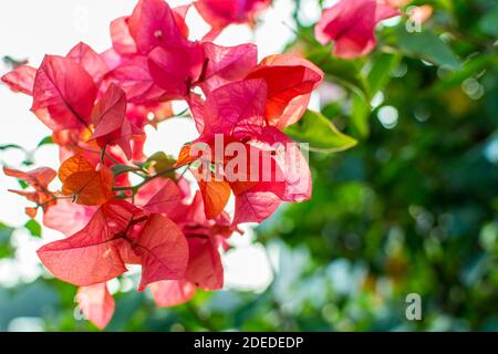 Bougainvilliers roses spectabilis fleurissent sous la lumière du soleil à Shenzhen, en Chine. La ville de Shenzhen, elle est originaire du Brésil, de la Bolivie, du Pérou et de l'Arge Banque D'Images