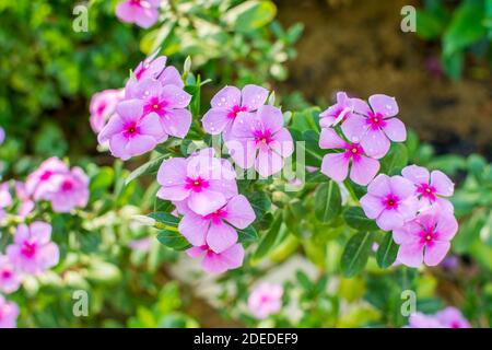 Catharanthus roseus ou Periwinkle Flower après les jours de pluie au printemps à Shenzhen, en Chine, est largement utilisé comme un substitut de l'herbe dans les zones de pelouse. Banque D'Images