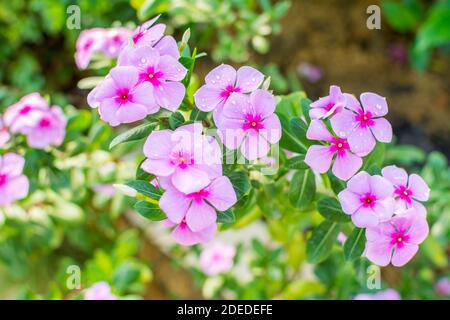 Catharanthus roseus ou Periwinkle Flower après les jours de pluie au printemps à Shenzhen, en Chine, est largement utilisé comme un substitut de l'herbe dans les zones de pelouse. Banque D'Images