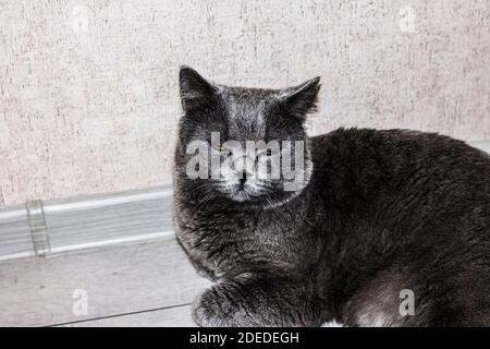 Le chat britannique gris s'est rétréci les yeux et se trouve sur le sol Banque D'Images