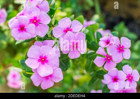 Catharanthus roseus ou Periwinkle Flower après les jours de pluie au printemps à Shenzhen, en Chine, est largement utilisé comme un substitut de l'herbe dans les zones de pelouse. Banque D'Images