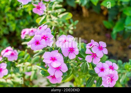 Catharanthus roseus ou Periwinkle Flower après les jours de pluie au printemps à Shenzhen, en Chine, est largement utilisé comme un substitut de l'herbe dans les zones de pelouse. Banque D'Images