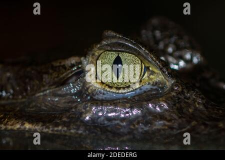 Caiman spectaculaire. Caiman crocodilus. Gros plan d'un adulte dans la piscine. Captif. ROYAUME-UNI Banque D'Images