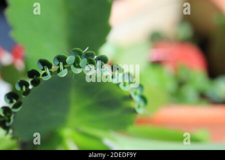 le diable de plantes de couleur vert de devils Banque D'Images