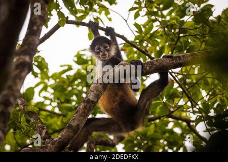 Panama faune avec Azuero Spider Monkey, Ateles geoffroyi azuerensis, à l'intérieur de la forêt tropicale du parc national Cerro Hoya, province de Veraguas, Panama. Banque D'Images