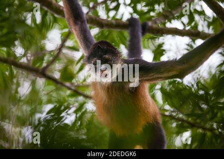 Panama faune avec Azuero Spider Monkey, Ateles geoffroyi azuerensis, à l'intérieur de la forêt tropicale du parc national Cerro Hoya, province de Veraguas, Panama. Banque D'Images