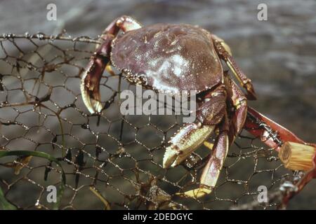 Photo des années 1970 (1973) - petit crabe dormeur mis en filet sur une plate-forme de marée près de Brinnon sur le canal de Hood. Banque D'Images