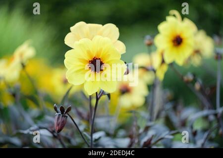 Fleurs simples, jaunes vives, avec des centres orange de Dahlia Knockout également connu sous le nom de Dahlia Mystic Sun et Dahlia Mystic illusion Banque D'Images