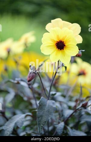 Fleurs simples, jaunes vives, avec des centres orange de Dahlia Knockout également connu sous le nom de Dahlia Mystic Sun et Dahlia Mystic illusion Banque D'Images