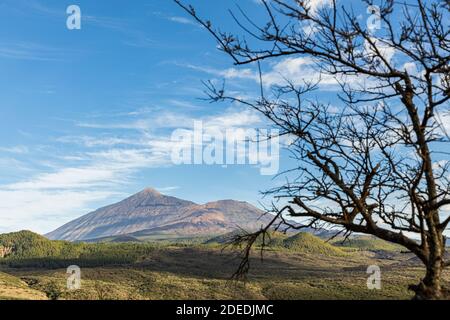 Les volcans du Mont Teide et de Pico Viejo vus à travers un arbuste épineux de la Puerta de Erjos, Teno, Tenerife, îles Canaries, Espagne Banque D'Images