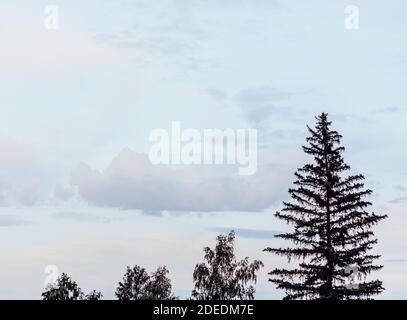 Coucher de soleil avec grands arbres d'épinette et de bouleau et ciel spectaculaire. Chaude soirée d'été Banque D'Images