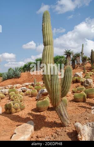 Les cactus Saguaro (Carnegiea gigantea) et les cactus Golden Barrel (Echinocactus grusonii) aux jardins botaniques de Botanicactus, Ses Salines, Majorque. Banque D'Images