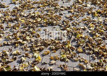 Des feuilles de couleur automnale se trouvent sur la chaussée. Automne. Banque D'Images