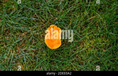 Champignons Waxcap poussant dans un jardin avec rosée d'automne sur l'herbe Banque D'Images