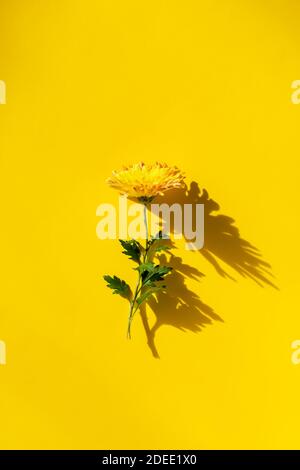 Chrysanthème jaune sur fond jaune. Magnifique carte de vœux colorée et lumineuse. La composition verticale. Minimalisme floral. Le concept Banque D'Images