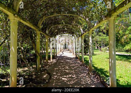 Magnifique pergola voûtée. Tunnel de végétation dans le parc. Jardin botanique de Rio de Janeiro, Brésil. Banque D'Images