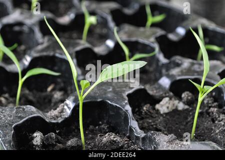 gros plan des semis de poivre dans la serre prêts pour la plantation dans le potager Banque D'Images