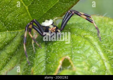 Araignée de crabe Misumena vatia mâle reposant sur la feuille de saumure. Tipperary, Irlande Banque D'Images