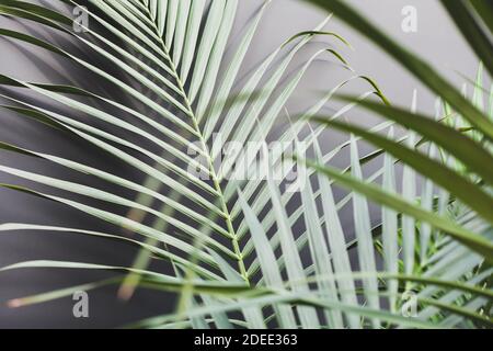 Plantes soyeux vert mat, texture d'arrière-plan de la composition du feuillage doux, feuilles luxuriantes, fond tropical vert foncé plein cadre, place pour le texte Banque D'Images