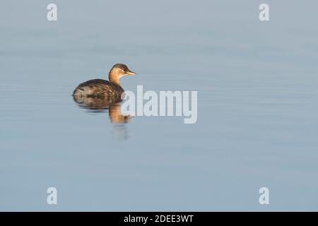 Petit Grebe (Tachybaptus ruficollis) Portugal Banque D'Images