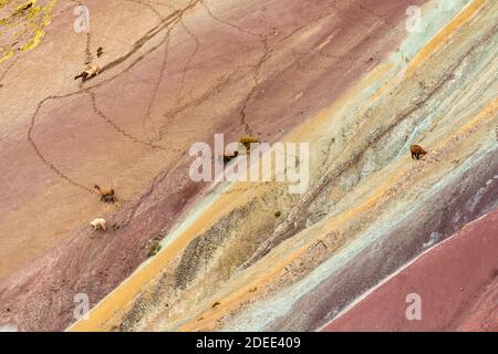 Vue aérienne des lamas marchant sur une pente colorée de Rainbow Mountain, Pitumarca, Pérou Banque D'Images