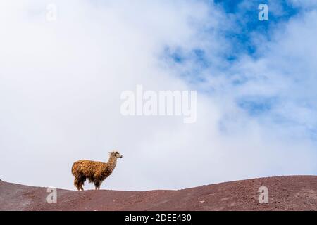 Llama debout sur Rainbow Mountain (Vinicunca), Pitumarca, Pérou Banque D'Images