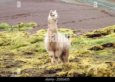 Llama sur le sentier de Rainbow Mountain, Pitumarca, Pérou Banque D'Images