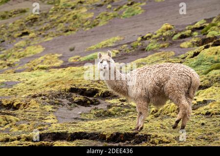 Llama, sur le sentier Rainbow Mountain (Vinicunca), Pitumarca, Pérou Banque D'Images