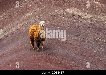 Llama debout sur Rainbow Mountain (Vinicunca), Pitumarca, Pérou Banque D'Images