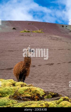 Llama debout sur le sentier de Rainbow Mountain contre le ciel, Pitumarca, Pérou Banque D'Images