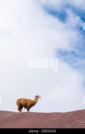 Llama debout sur Rainbow Mountain contre le ciel, Pitumarca, Pérou Banque D'Images