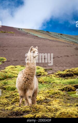 Llama debout sur le sentier de Rainbow Mountain contre le ciel, Pitumarca, Pérou Banque D'Images