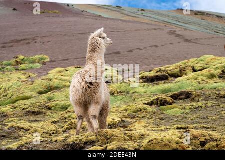 Llama sur le sentier de Rainbow Mountain, Pitumarca, Pérou Banque D'Images