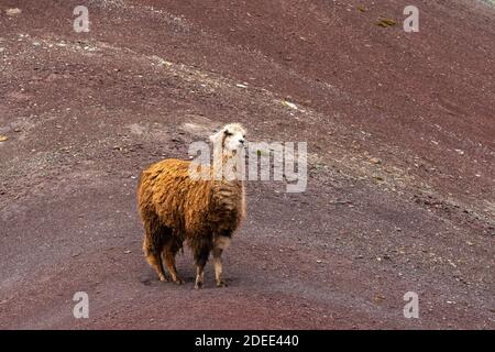 Llama debout sur Rainbow Mountain, Pitumarca, Pérou Banque D'Images