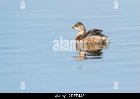 Petit Grebe (Tachybaptus ruficollis) Portugal Banque D'Images